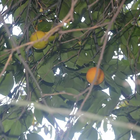 Garden Aparts Taksim Apartment